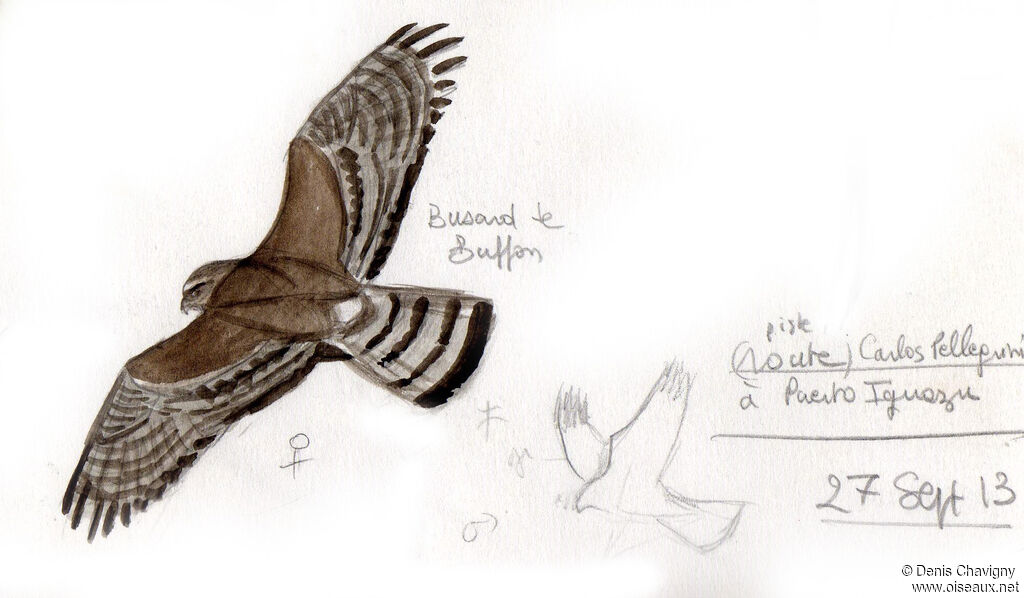 Long-winged Harrier female, Flight