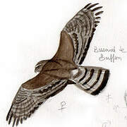 Long-winged Harrier