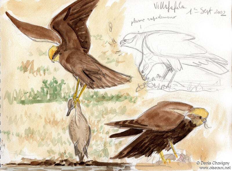 Western Marsh Harrier female adult, habitat, eats