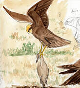 Western Marsh Harrier