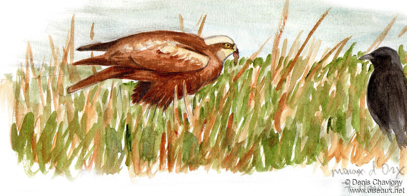 Western Marsh Harrier female, habitat, eats