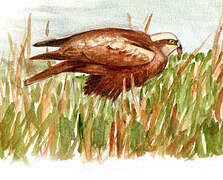 Western Marsh Harrier