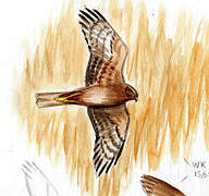 African Marsh Harrier