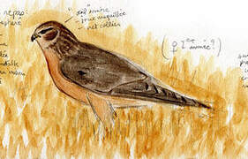 Pallid Harrier