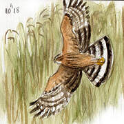 Hen Harrier