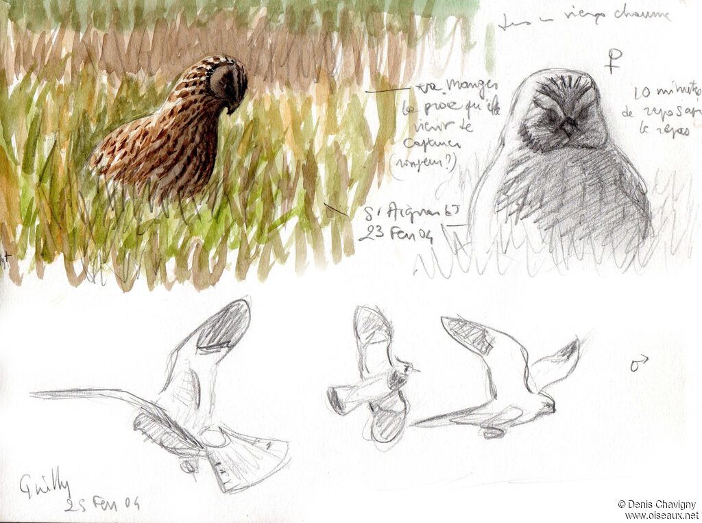 Hen Harrier female adult, eats