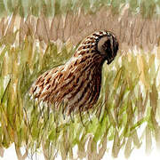 Hen Harrier