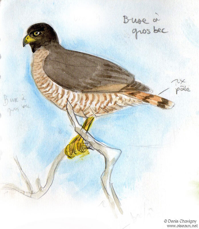 Roadside Hawk, identification