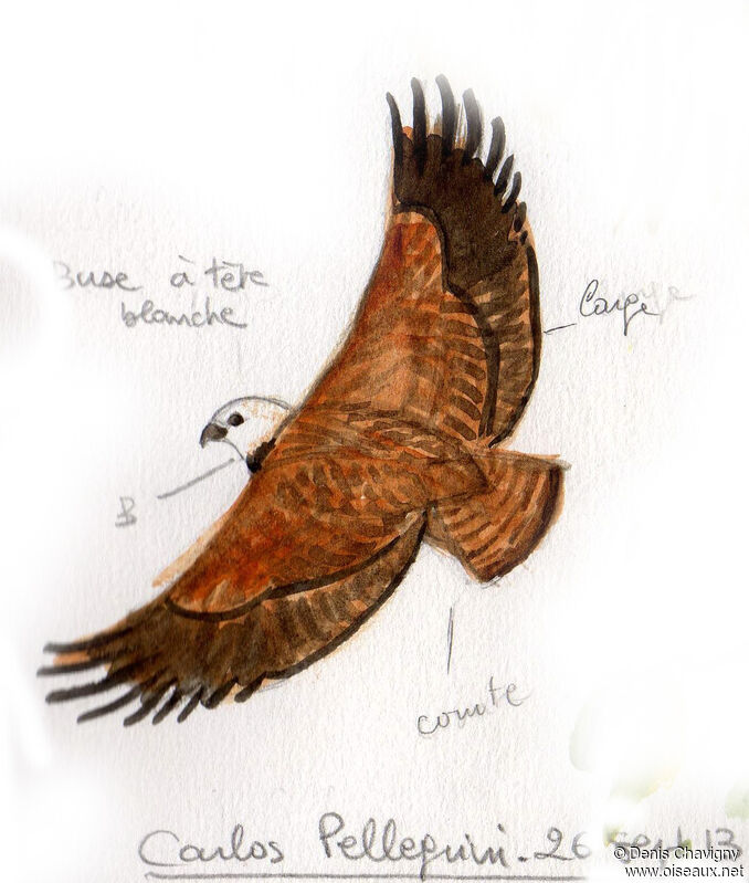 Black-collared Hawk, Flight
