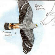 Crane Hawk