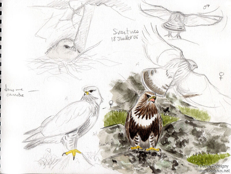 Rough-legged Buzzard, habitat, Reproduction-nesting