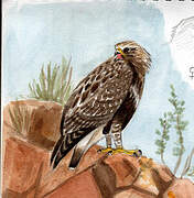 Rough-legged Buzzard