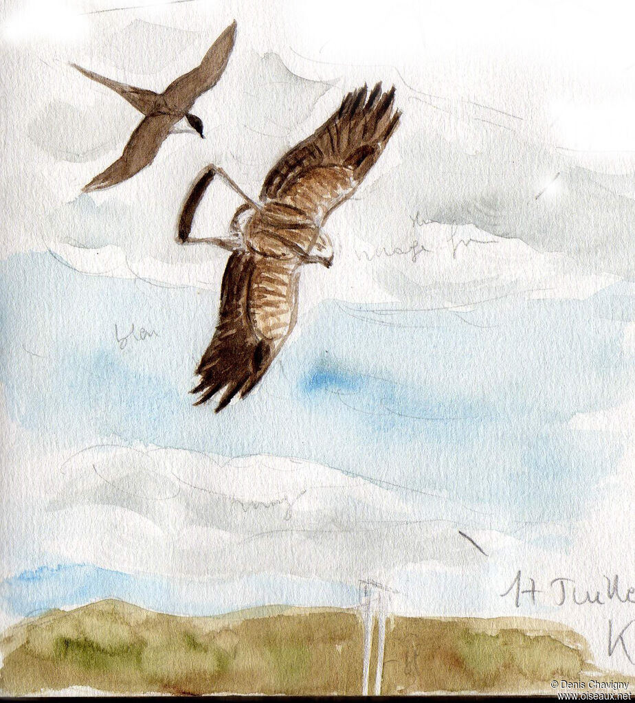 Rough-legged Buzzard, Flight