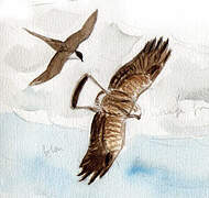 Rough-legged Buzzard