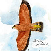 Savanna Hawk