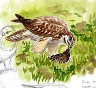 Common Buzzard