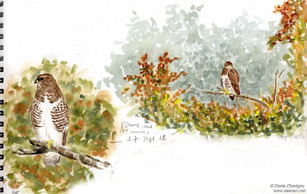 Common Buzzard, habitat