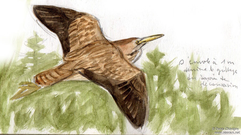 American Bittern, Flight