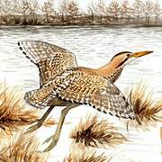 Eurasian Bittern