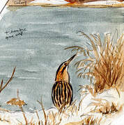 Eurasian Bittern