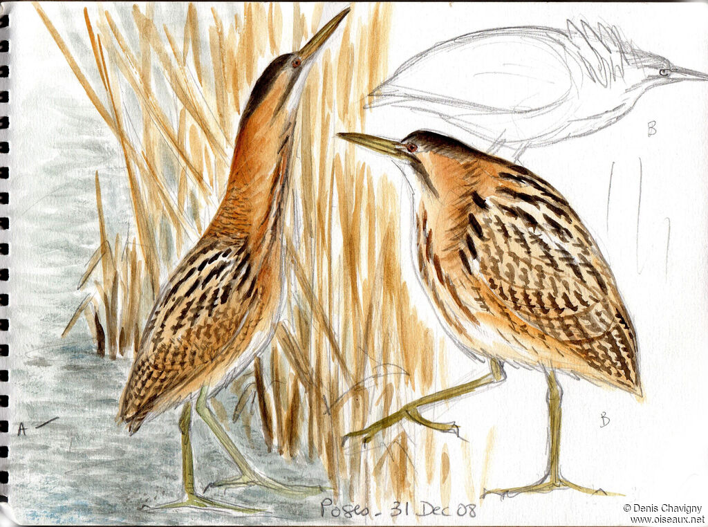 Eurasian Bittern, walking