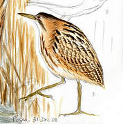 Eurasian Bittern