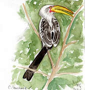 Southern Yellow-billed Hornbill