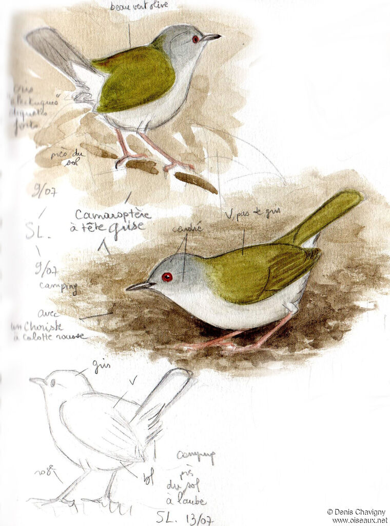 Green-backed Camaroptera, identification