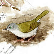 Green-backed Camaroptera