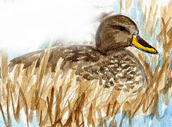 Yellow-billed Duck