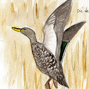 Yellow-billed Duck