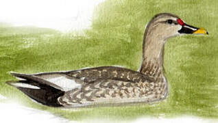 Indian Spot-billed Duck