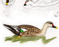 Indian Spot-billed Duck