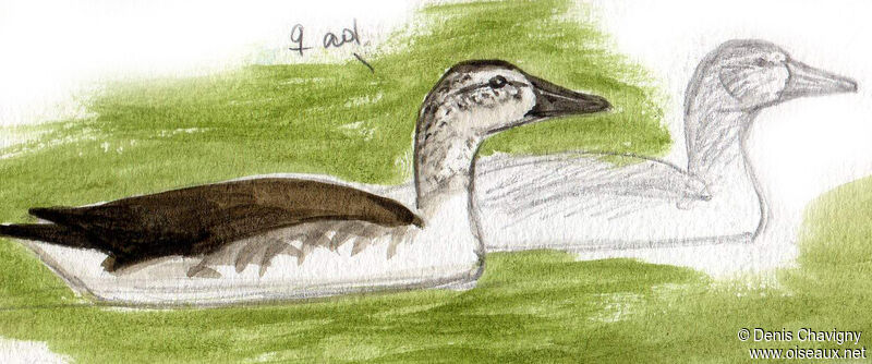 Knob-billed Duck female, swimming