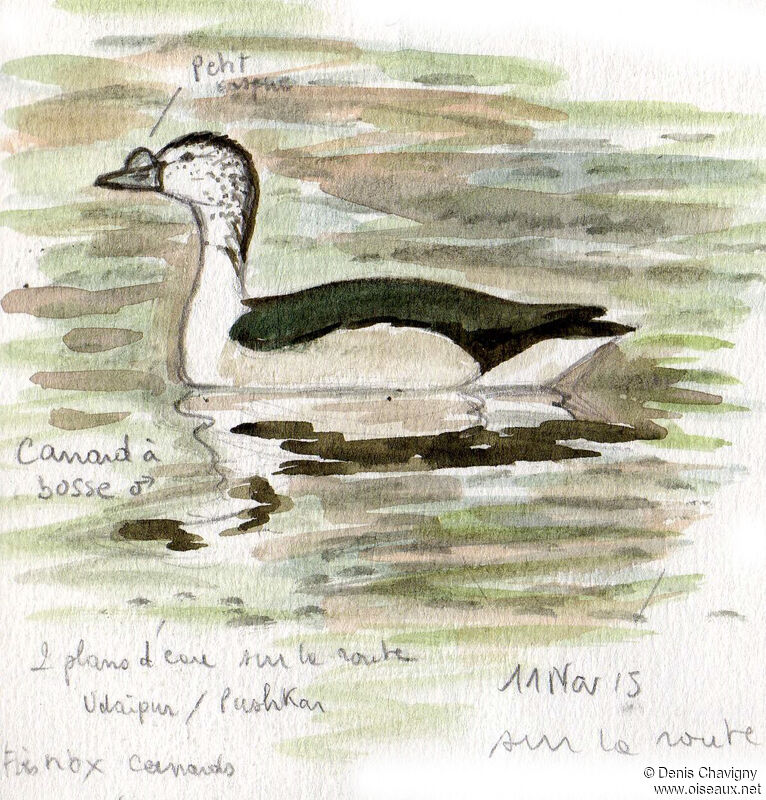 Knob-billed Duck male immature, identification, swimming