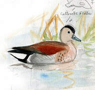 Ringed Teal