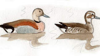 Ringed Teal