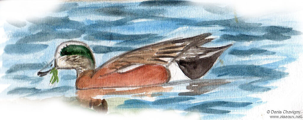American Wigeon male adult, identification, swimming, eats