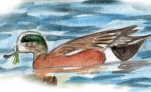 American Wigeon