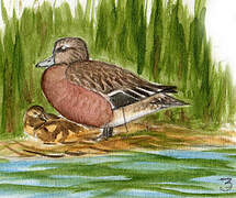 American Wigeon