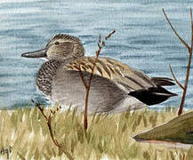 Gadwall