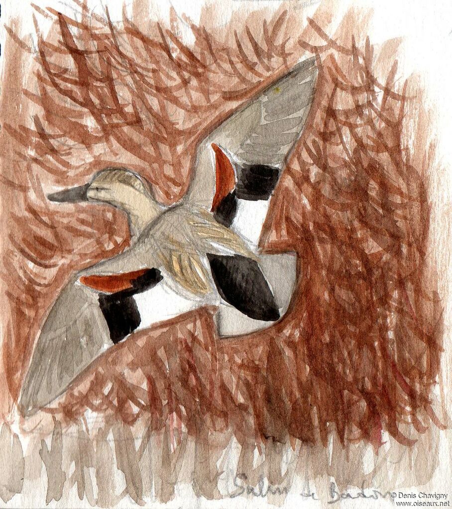 Gadwall male adult, Flight