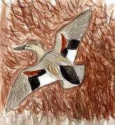 Gadwall