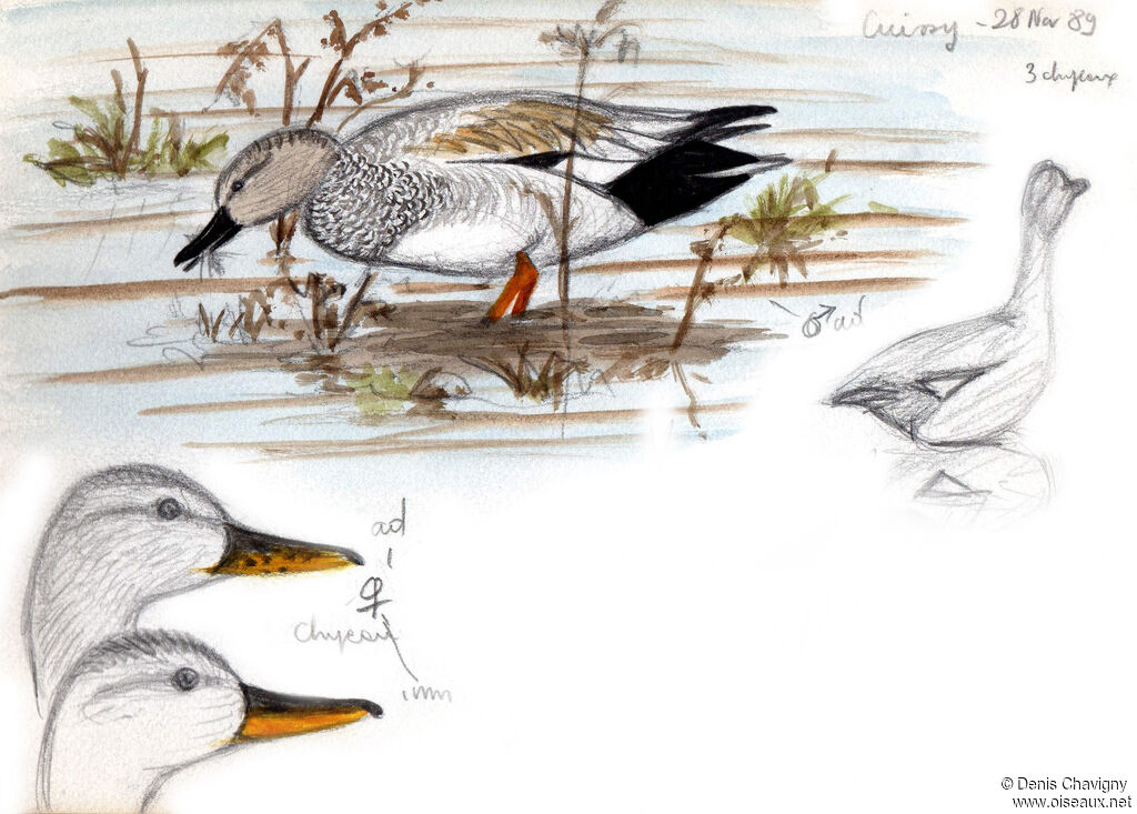 Gadwall, habitat