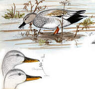 Gadwall