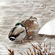 Mallard