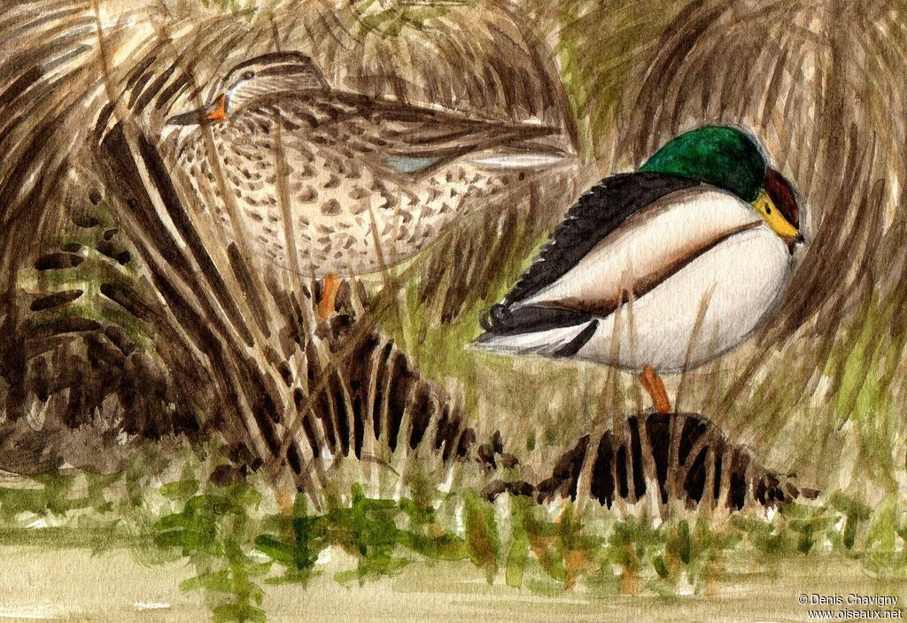 Mallardadult, habitat