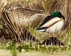 Canard colvert