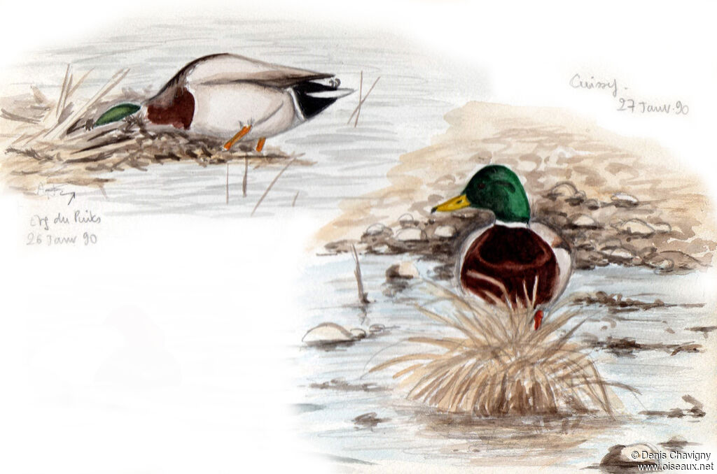 Canard colvert mâle adulte, habitat