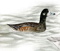 Chiloe Wigeon